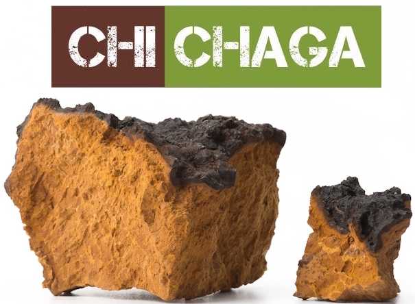 Why Chaga Mushrooms Are Known To Combat Cancer Cells