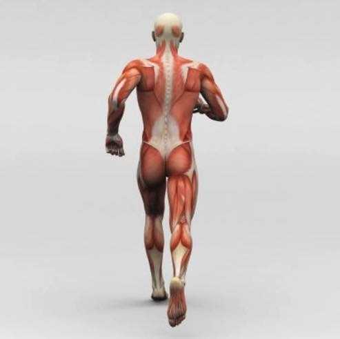 Fascia and All That You Need To Know About It