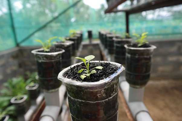 Learning More About Hydroponics