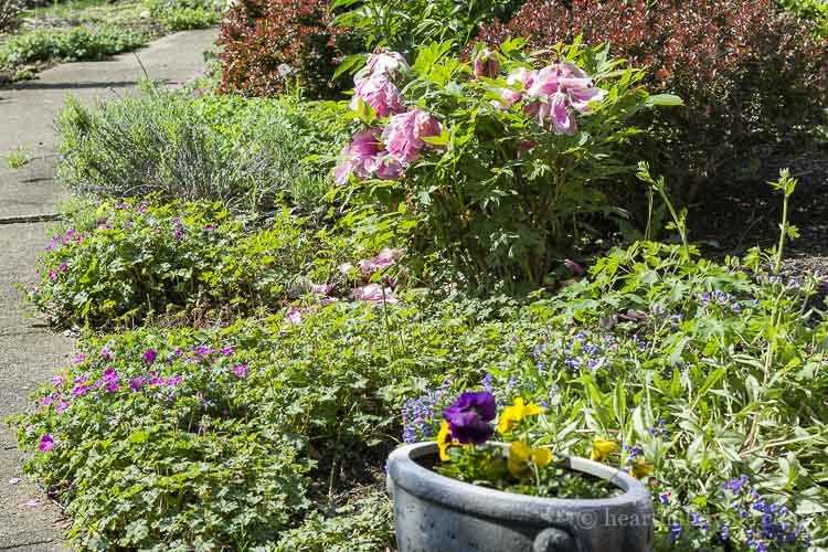 Ways in Which Gardening Can Enhance Your Mental Health