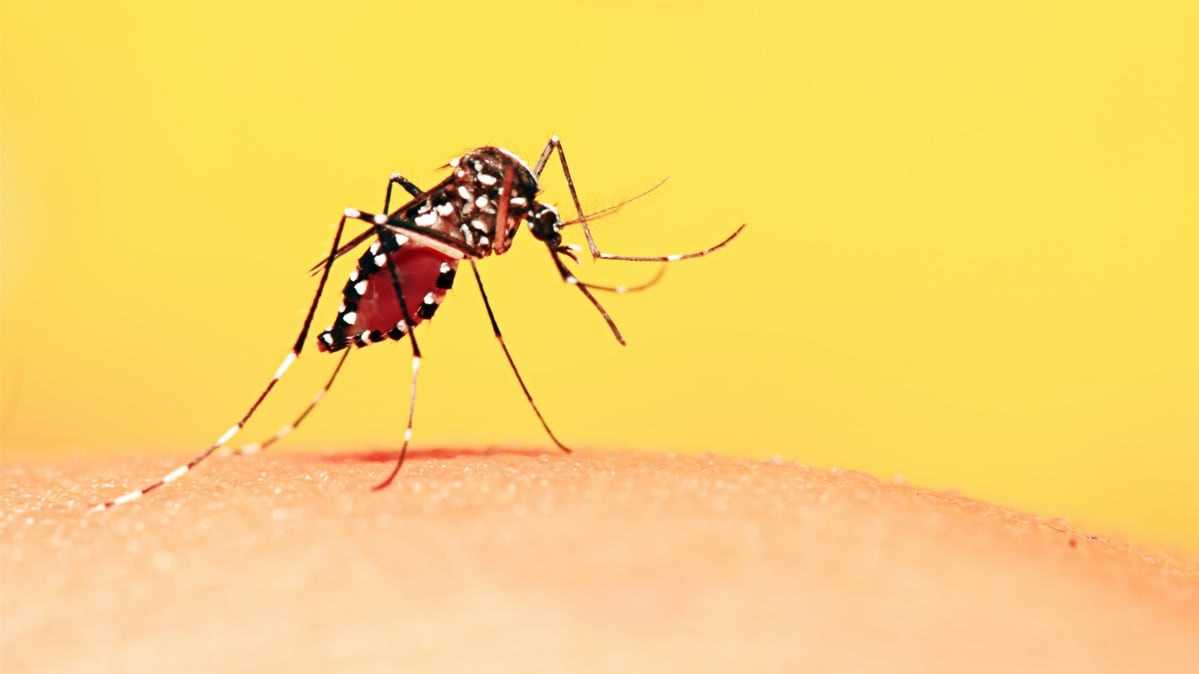 Top Ways to Protect Against Mosquito-Related Illnesses