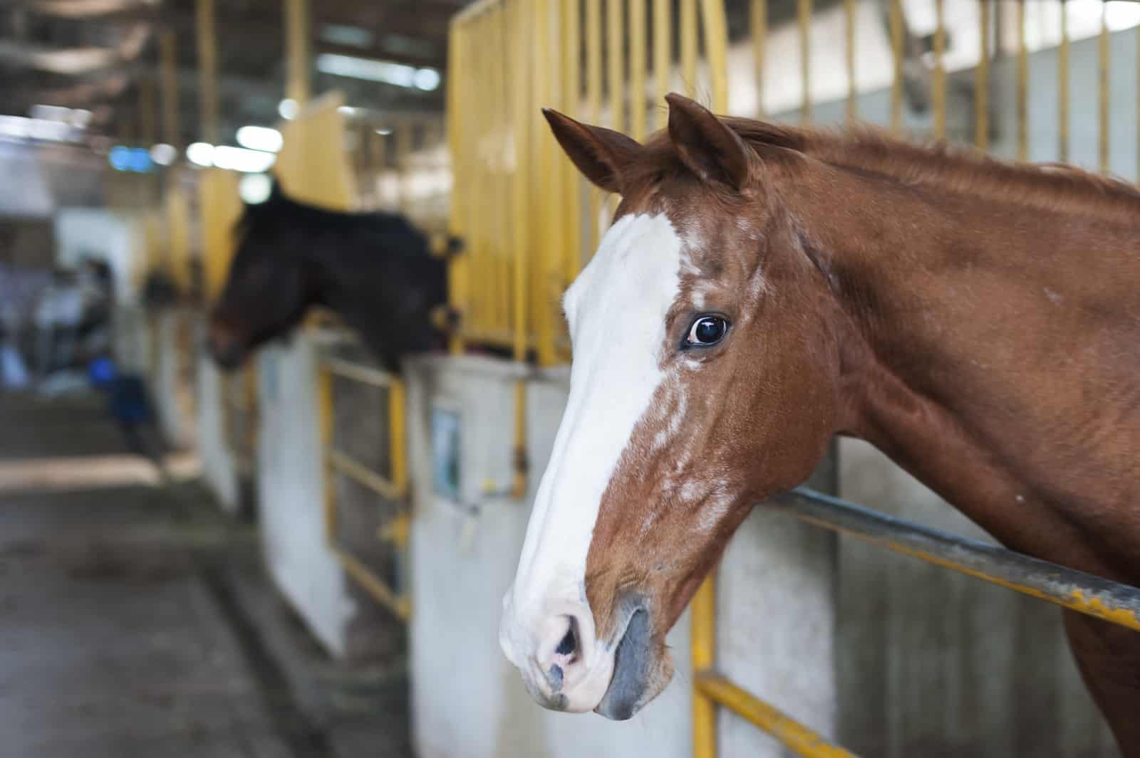 Keeping Your Horse Healthy Is Easier Than You Think