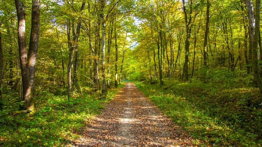 What to Expect on a Forest Bathing Walk: A Beginner’s Guide