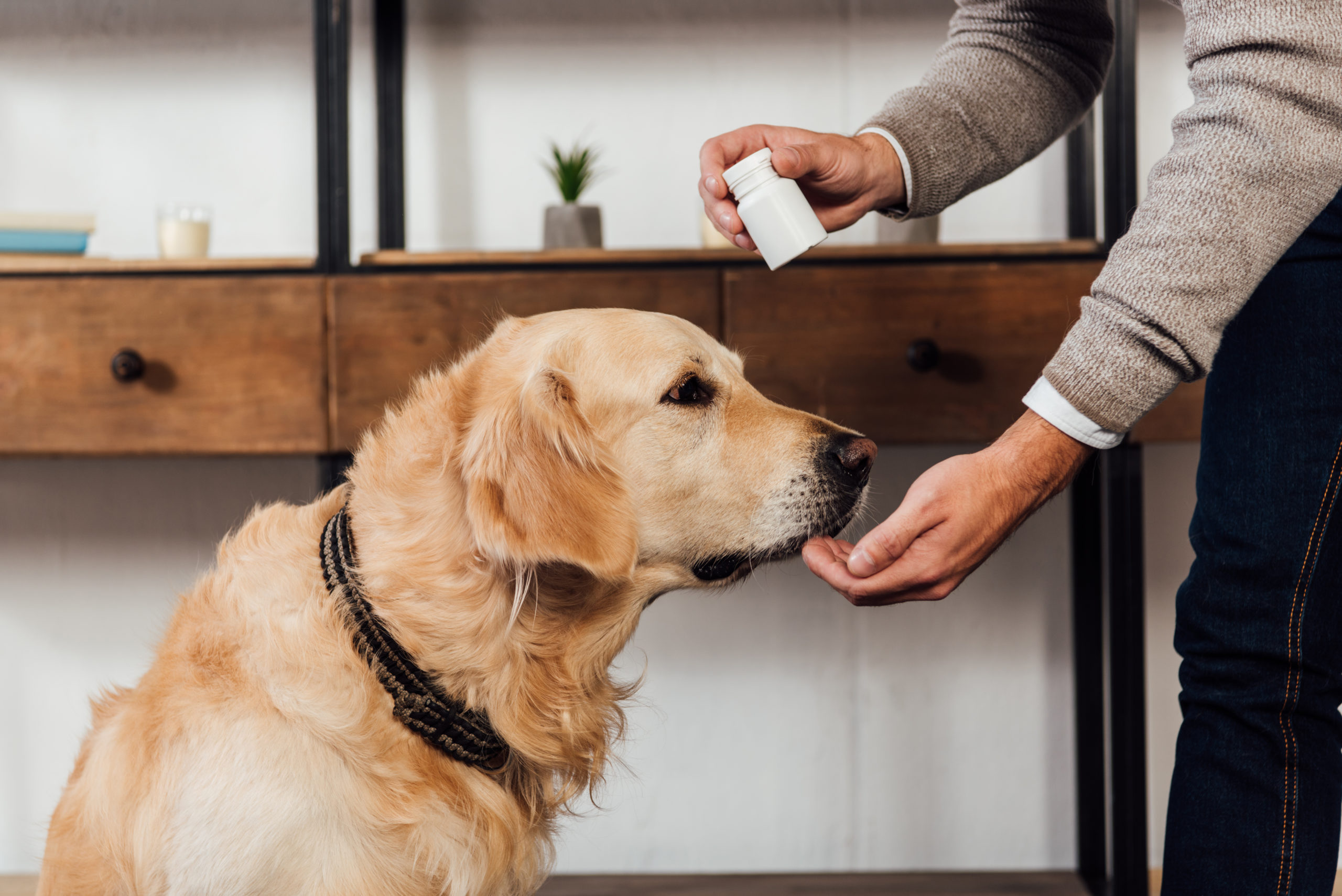 Important things you need to know about CBD pills for dogs