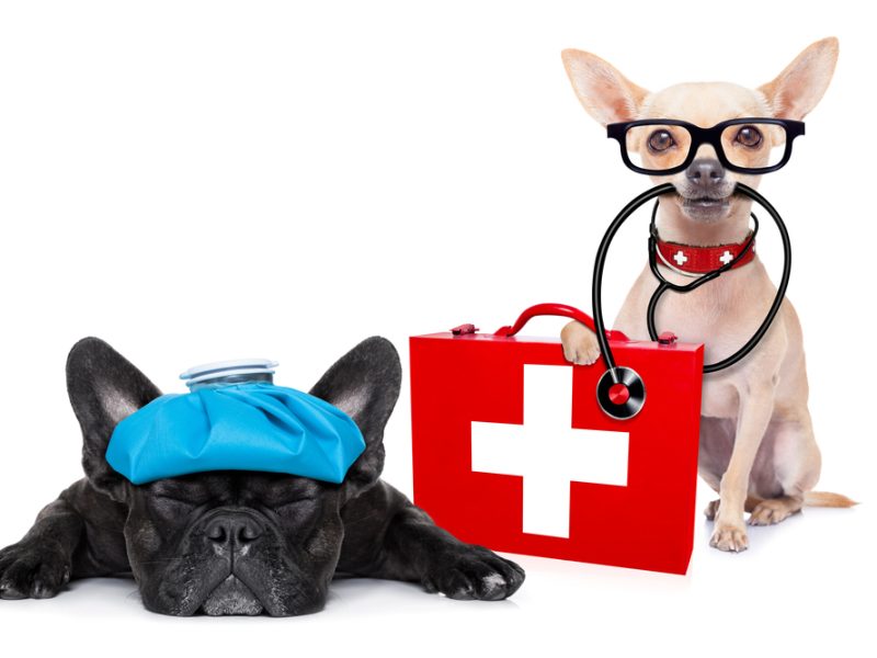 Empowering Pet Care: Dive into Comprehensive CPR & First Aid Certification